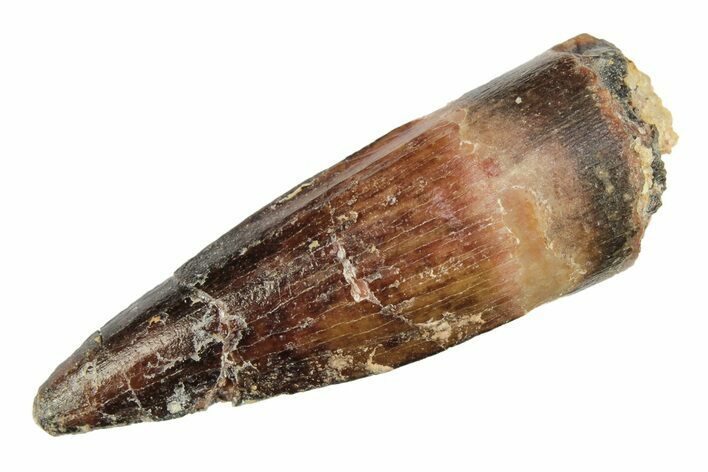 Juvenile Fossil Spinosaurus Tooth - Real Dinosaur Tooth #276957